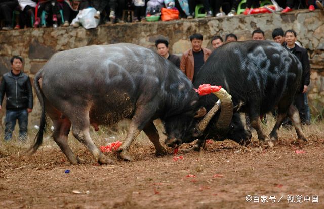 苗族打牛残忍图片